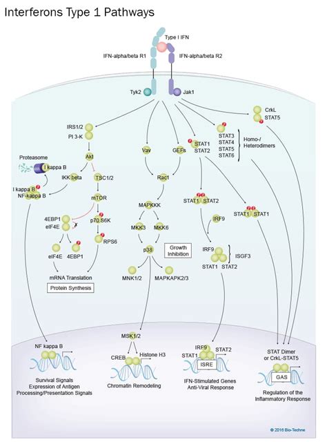 Type I Interferon Signaling Pathways