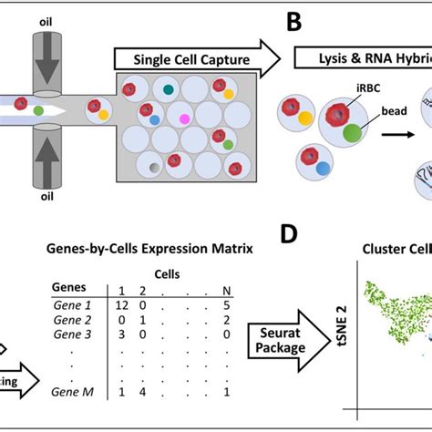 Drop Seq Single Cell Sequencing And Analysis Workflow A Single Download Scientific Diagram