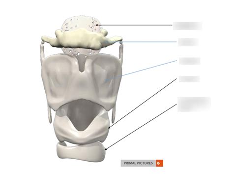 Frontal View Larynx Diagram Quizlet