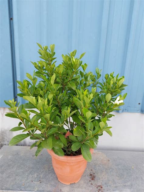 Gardenia Jasminoides With Buds Furniture Home Living Gardening