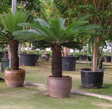 Cycas Revoluta Japanischer Palmfarn