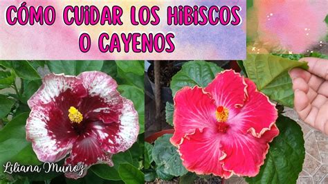 CÓMO CUIDAR LOS HIBISCOS O CAYENOS Liliana Muñoz YouTube