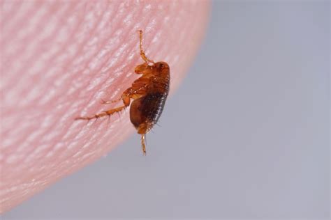 How To Detect Flea Infestations In Your Home: Signs and Prevention Tips ...