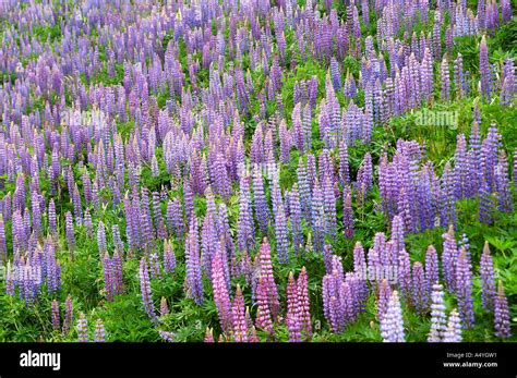 Wild Lupine Sundial Lupine Lupinus Perennis Stock Photo 6370192 Alamy