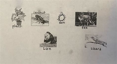 Science Chapter Ecosystems Flashcards Quizlet