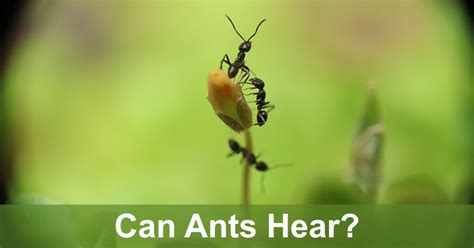 Can Ants Hear? Are They Deaf? - SciFAQs