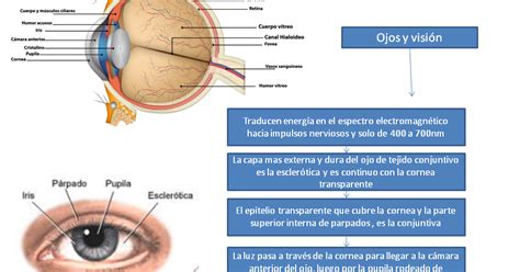 Mapa Conceptual De Ojo Generalidades Capa Coriocapilar Membrana De