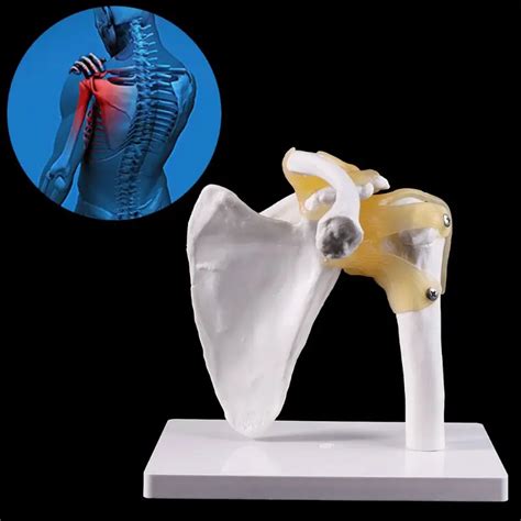 Funkcjonalny anatomiczny rozmiar życia anatomia człowieka szkielet