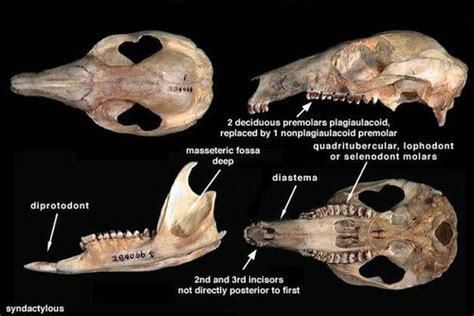 Mammalogy Lab Flashcards Quizlet