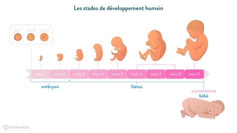 La Reproduction Humaine Cm2