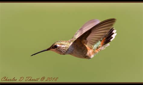 Rufous Dive Rufous Hummingbird Female Selasphorus Rufus Flickr