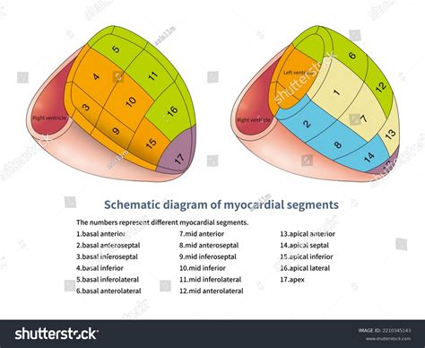 Imaging Medicine Left Ventricle Can Be Stock Illustration 2210345143