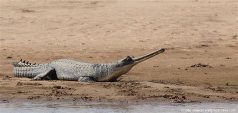 Interesting facts about gharials | Just Fun Facts