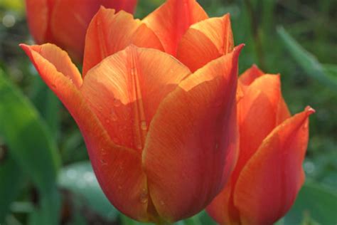 Tulipa Fosteriana Orange Emperor”