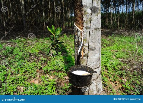 Rubber Plantation stock image. Image of green, harvesting - 22209615