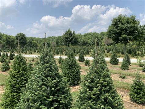 The Best Christmas Tree Farms Near Indianapolis Indys Child