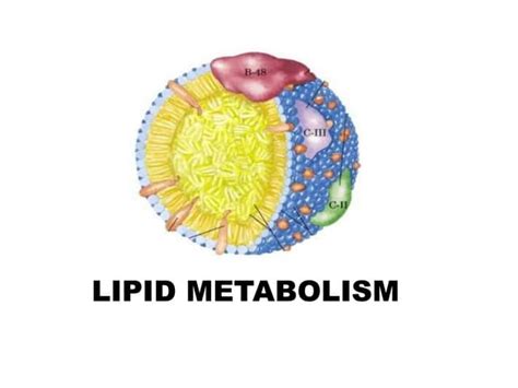 Lipid Metabolismpptx