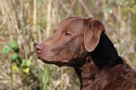 Chesapeake Bay Retriever Golden Retriever Mix