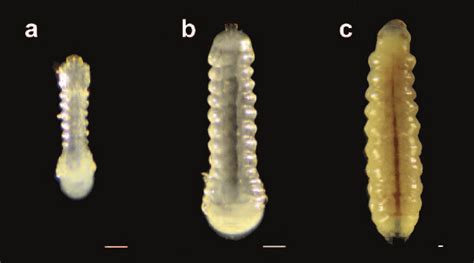 Larva Of C Murakatae A First Instar B Second Instar C Third