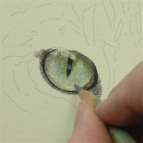 How to draw realistic eyes in coloured pencil animal art – Artofit