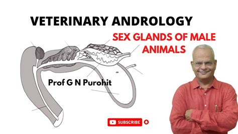 Veterinary Andrology I Male Sex Glands I Vgo Unit 3 I Gnp Sir I