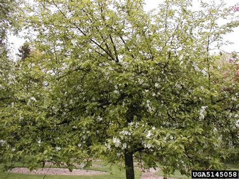 Japanese Flowering Crabapple Malus Floribunda