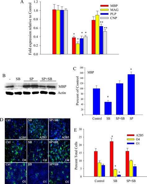 Jnk Inhibition Attenuates Repression Of Opc Differentiation By P38mapk