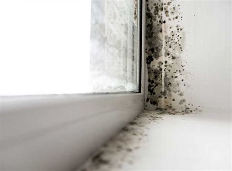 How To Get Rid Of Black Mould Condensation And Damp Checkatrade Blog