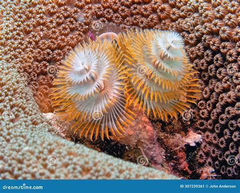 Spirobranchus Giganteus Christmas Tree Worms Stock Image Image Of