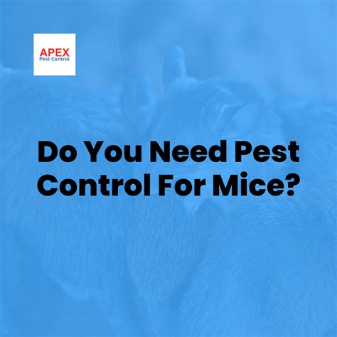 Stop Mice Infestations with Effective Pest Control