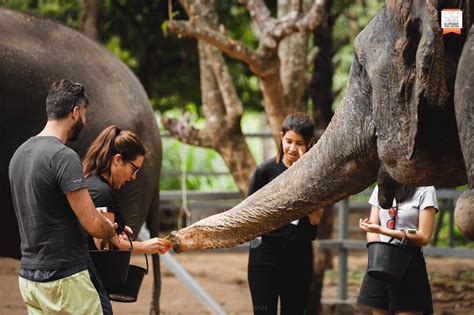 Elephant Jungle Sanctuary Samui In Koh Samui Pelago