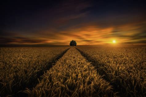 Wheat Field Wallpapers Wallpaper Cave