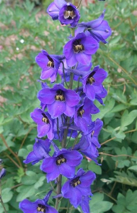 larkspur facts   grow  care   plant