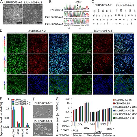 Generation Of Gene Corrected Isogenic Control Cell Lines From A Dyt1