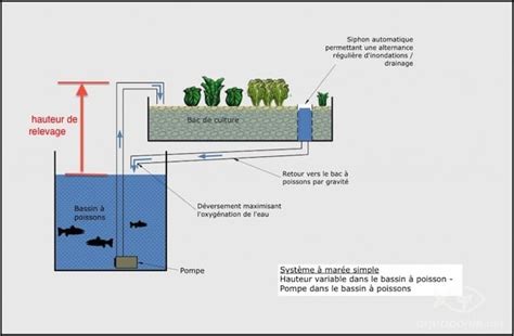 Choisir Et Dimensionner Sa Pompe Aquaponie Net