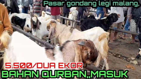 UPDATE HARGA KAMBING JANTAN HARI INI PASAR HEWAN GONDANG LEGI