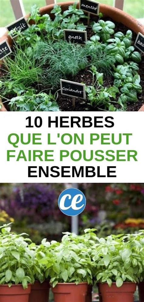 10 Herbes Aromatiques Que Vous Pouvez Faire Pousser Ensemble Facilement