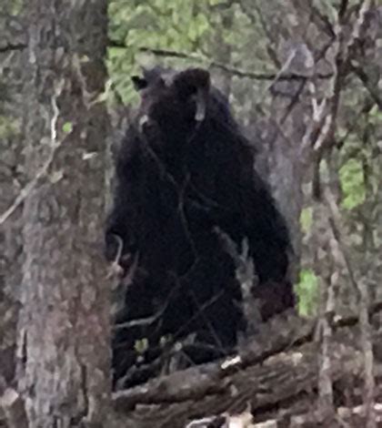 Photo: Maryland Goatman Spotted in Washington DC?