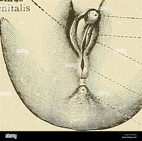 Rio Jewel Cloaca Anatomy