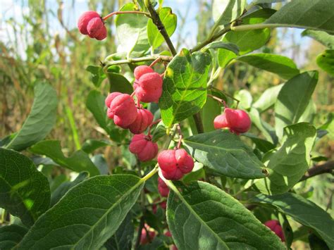 Fusain D Europe Euonymus Europaeus Planter Et Cultiver