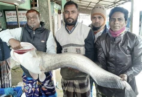 বড়শিতে ধরা পড়লো সাড়ে ১৮ কেজি ওজনের বোয়াল