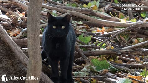 Defending Richland County South Carolina S Community Cat Program