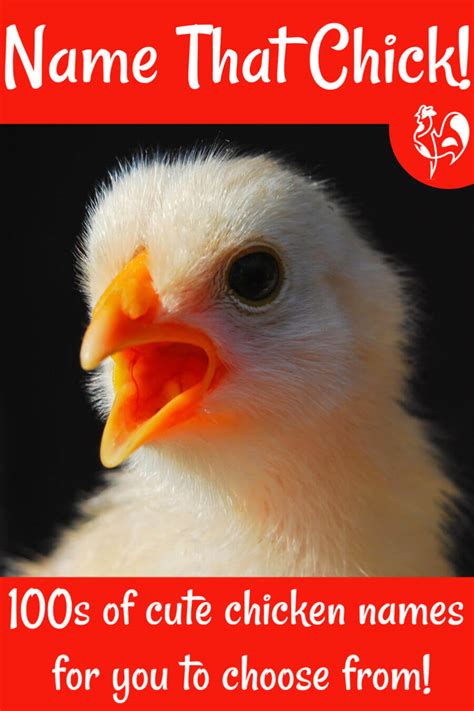 Epic chicken names to choose for your flock!