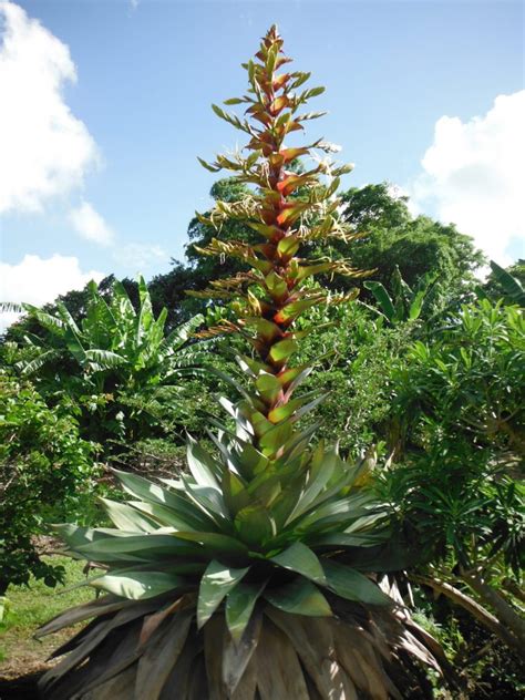 The Imperial Bromeliad Alcantarea Imperialis Richard Lyons Nursery