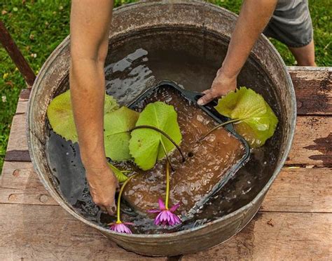 petit bassin aquatique nénuphar fleur rose submerger bassine Small