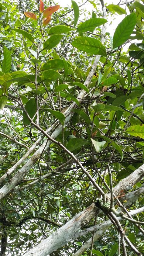 Warisan Petani Pokok Dedalu