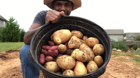 Grow Potatoes At Home How Do You Know Potatoes Are Ready To Harvest Youtube