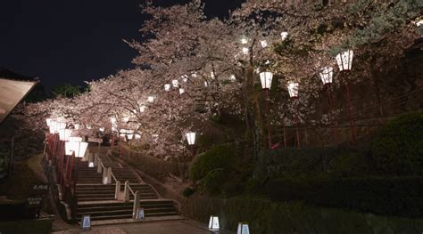 7 Amazing Cherry Blossom Spots for Dodging the Crowds in Spring | Blog ...