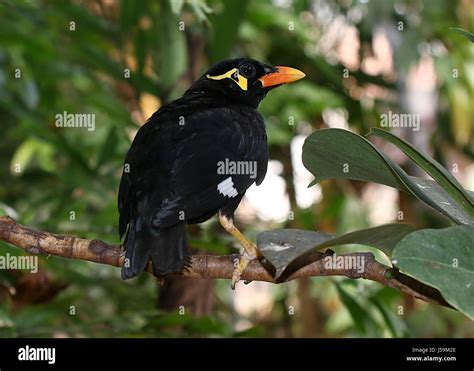 Common Hill Myna Gracula Religiosa Hi Res Stock Photography And Images