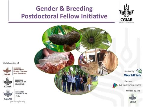 Gender And Breeding Postdoctoral Fellow Initiative Cgiar Gender